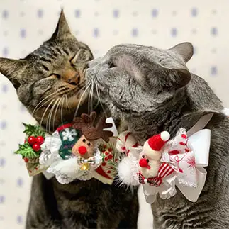 キス待ちすぎるネコ　　みんとさん