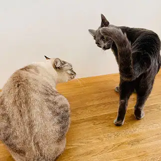 一触即発すぎるネコ　　カジハラさん
