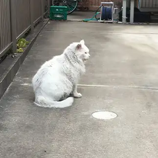 漢は背中で語りすぎるネコ　　イカちゃんさん