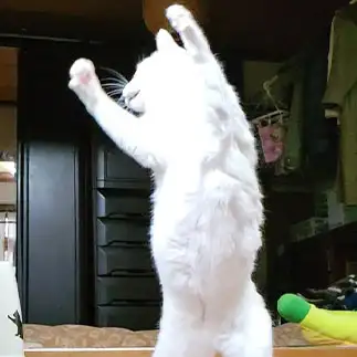 ね……この後どうする?すぎるネコ　　yamawaiisoraさん