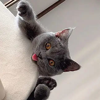 飼い主を見下しすぎるネコ　　board slopeさん