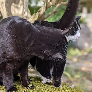 オシリを嗅ぎすぎるネコ　　いっちゃんさん