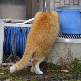 ナゾのニャン体生物すぎるネコ　　おくやまさん
