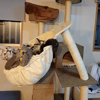 きゃぁ?とタワーが斜めすぎるネコ　　らんさんさん