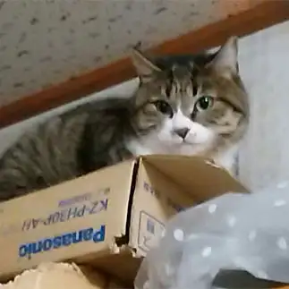 箱の上の猫すぎるネコ　　山口雀昭さん