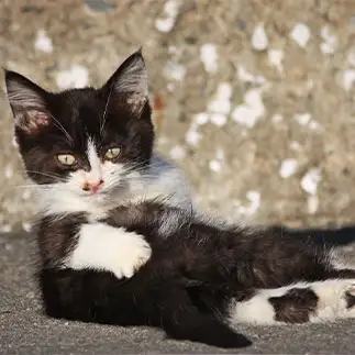 角ばりすぎるネコ　　おいにゃんさん