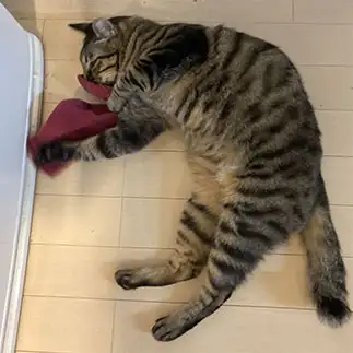 飼い主の靴下でうっとりしすぎるネコ　　ミロルナのママさん