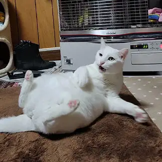 あぁもうそんな時間かぁ……どっこいしょすぎるネコ　　yamawaiisoraさん