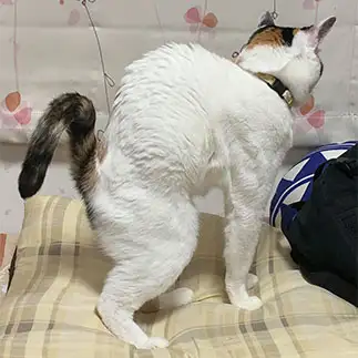 マッチョすぎるネコ　　ぼんママさん
