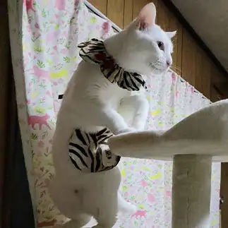 さてとっ!すぎるネコ　　yamawaiisoraさん