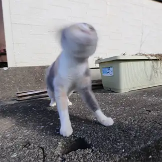 もはや猫ではなさすぎるネコ　　tzkrsatoruさん