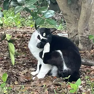 ホルスの目すぎるネコ　　takaさん