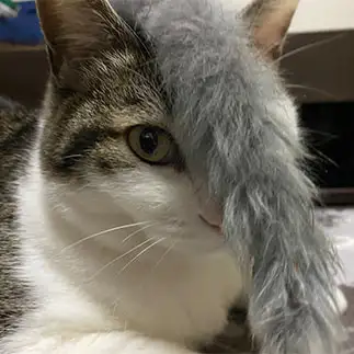 頭のふさふさに気づかなすぎるネコ　　いぶくちんさん