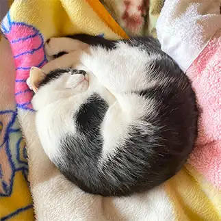 アンモニャイトすぎるネコ　　よっちゃんさん