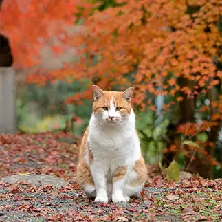 紅が映えすぎるネコ　　仙城彩漓さん