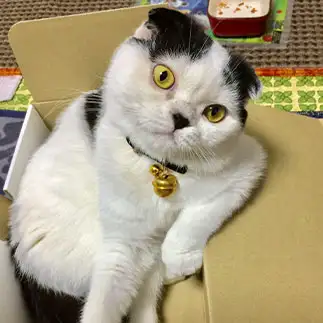 ちっちゃなBIG BOSSすぎるネコ　　ぱんだるさん