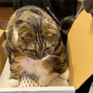 お控えなすってすぎるネコ　　うっきーさん