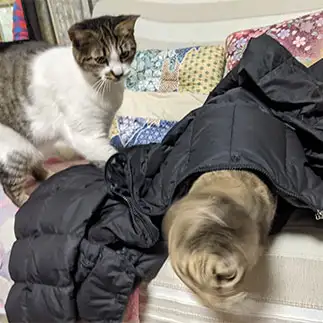 誰?すぎるネコ　　ひまわり屋ひまさん