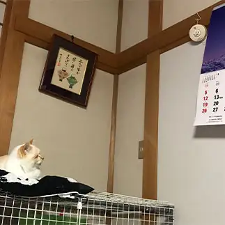 もういくつ寝るとお正月すぎるネコ　　にゃーさん