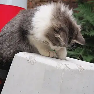 くじ引き気分を楽しみすぎるネコ　　黒猫カレンさん