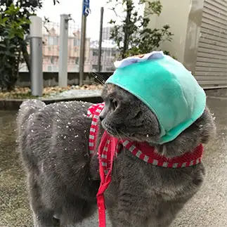 笠地蔵すぎるネコ　　近藤美加さん