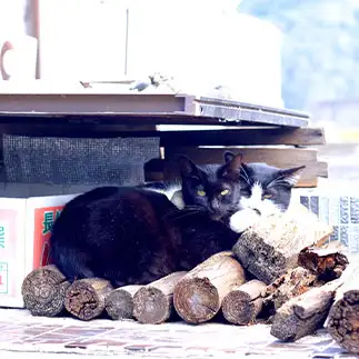 特撰の相方をドヤ顔しすぎるネコ　　ねこたろうさん