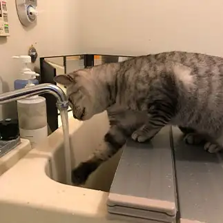 湯加減が気になりすぎるネコ　　もちゃこさん