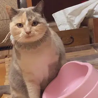 おねだりがすぎるネコ　　モモナナさん