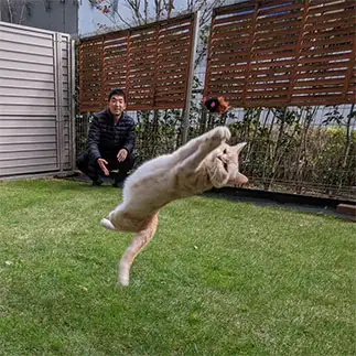 キーパーすぎるネコ　　ききこさん