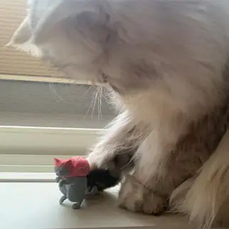 どろぼうネコが気になりすぎるネコ　　優優さん