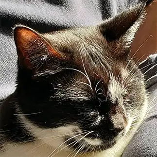 顔がまるすぎるネコ　　ねこっこさん