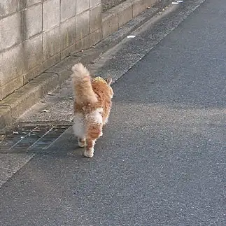 リスすぎるネコ　　コッペさん