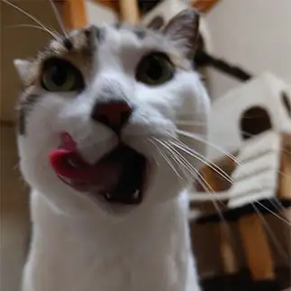 くいしんぼすぎるネコ　　にやさん