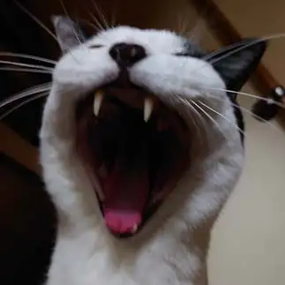 眠すぎるネコ　　にやさん
