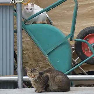 ねこが好きすぎるネコ　　ままめろんさん