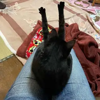 後ろ足がほそながすぎるネコ　　西岡ひろみさん