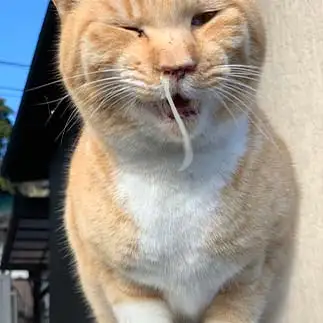 田舎っぺすぎるネコ　　sプラザさん