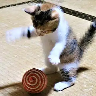 ボール遊びが好きすぎるネコ　　はやぶたさん