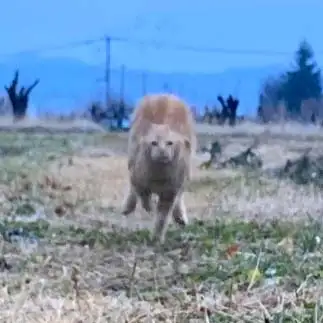 走る姿がアルパカすぎるネコ　　トラのハナさん