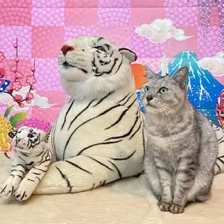 ホワイトタイガーの家族すぎるネコ　　ミロルナのママさん