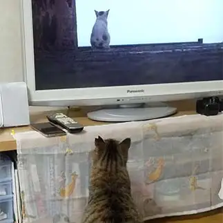 TVの猫を見すぎるネコ　　とらママさん