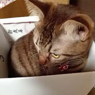 箱好きすぎるネコ　　ゆーさん
