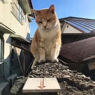 先に進むべきか悩みすぎるネコ　　NEKOSUKE1050さん