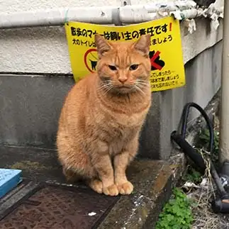 マナーに厳しい紳士すぎるネコ　　NEKOSUKE1050さん