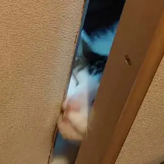 侵入したすぎるネコ　　ひーこさん