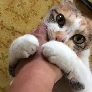 飼い主を獲物としか見なさすぎるネコ　　いのマーさん