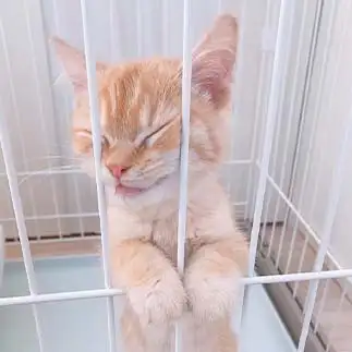 柵からでたすぎるネコ　　あやさん