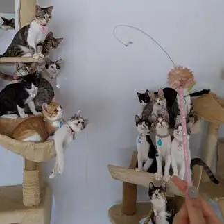 鈴生りすぎるネコ　ひまわり屋ひまさん