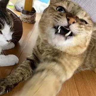 態度がデカすぎるネコ　　くうさん