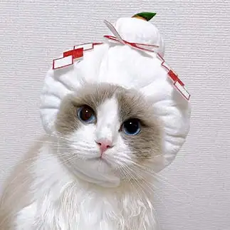 黒柳徹子すぎるネコ　　Raiの飼い主さん
